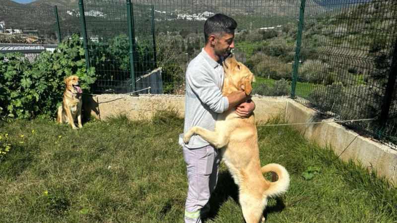 Zehirlenen 5 Köpek Belediye Ekipleri Tarafından Kurtarıldı 
