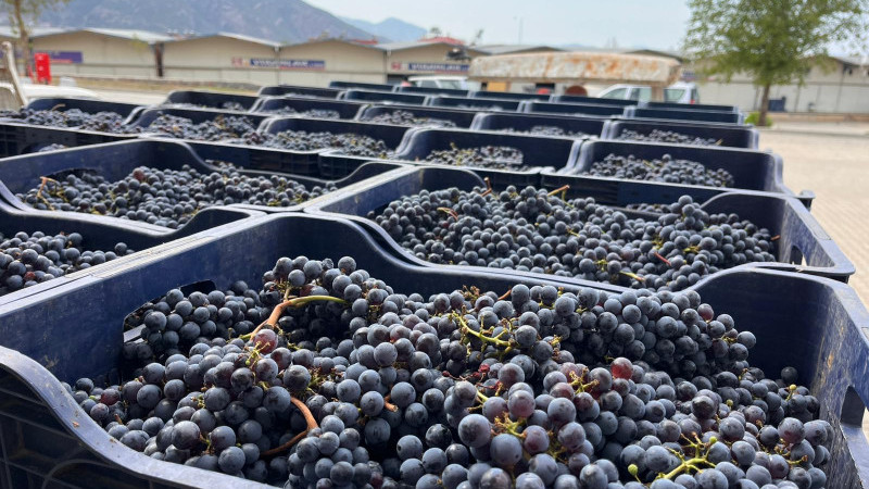 Büyükşehir’den Bağcılığa Modern Dokunuş