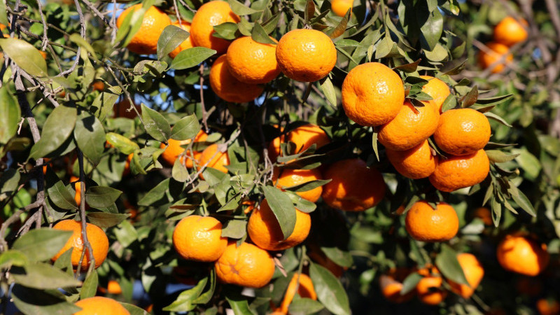 Bodrum Mandalini Türkiye’nin Dört Bir Yanına Ulaşıyor