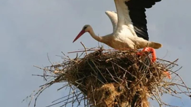 Büyükşehir’den Leylekler İçin Güvenli Yuva