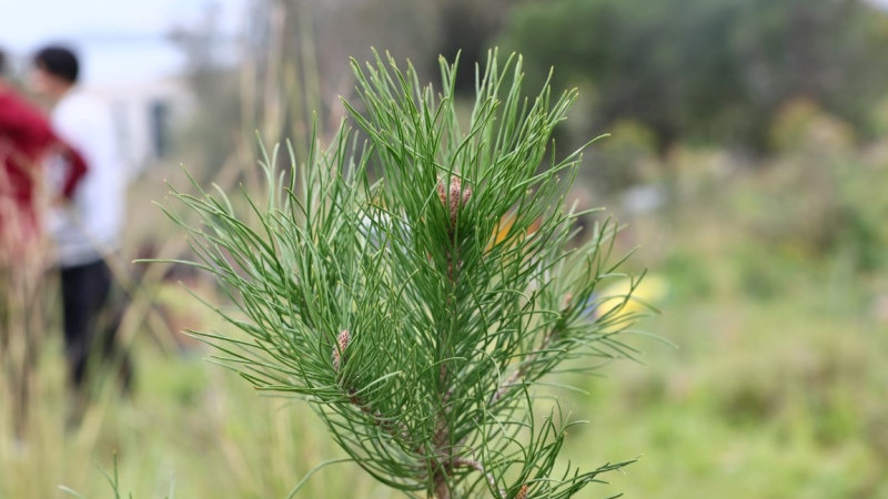 Bin 500 Fidan Toprakla Buluştu