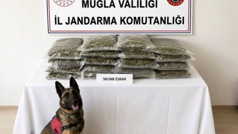 Muğla’da Zehir Tacirlerine Jandarma Pençesi: 27 Kilogram Skunk Ele Geçirildi!