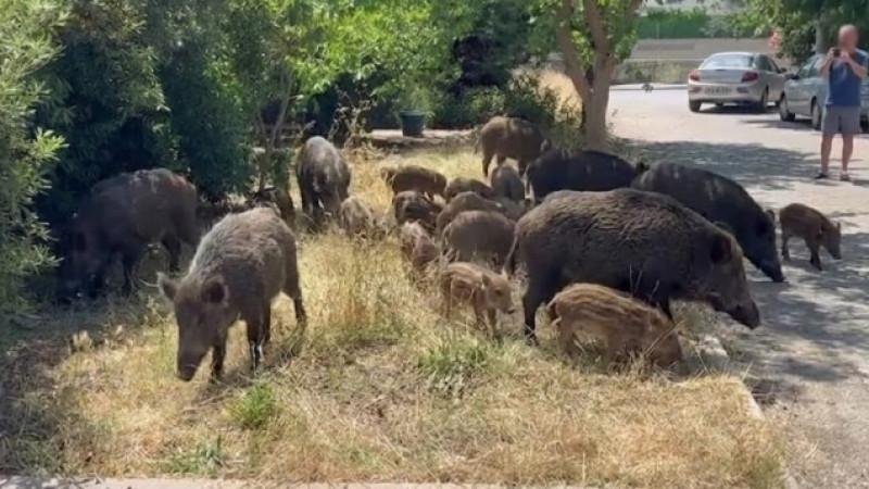 Bodrum Sokaklarında Yaban Domuzu İstilası: Hem Trafik Hem Güvenlik Alarm Veriyor!