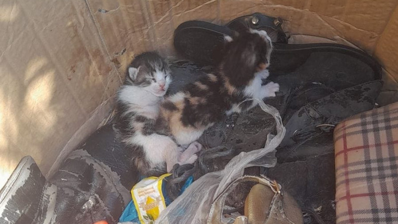 Belediye Ekibinin Dikkati Yavru Kedileri Hayata Bağladı