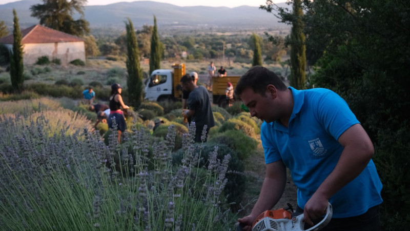 Tarım Kampında Gençler Güne Lavanta Hasadıyla Başlıyor