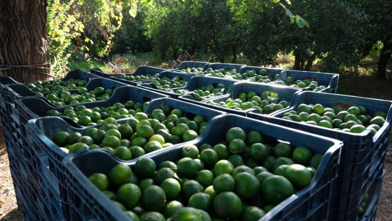 Yeşil Bodrum Mandalini Hasadı Devam Ediyor